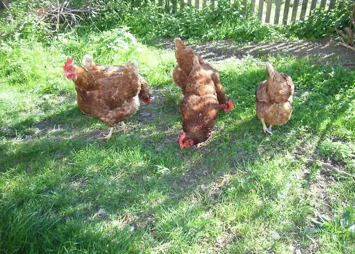 Bauer Haug Apartamento *