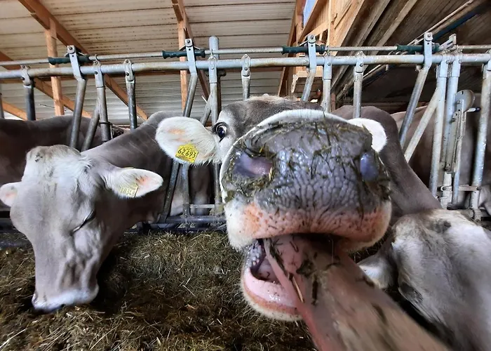 Apartamento Bauer Haug